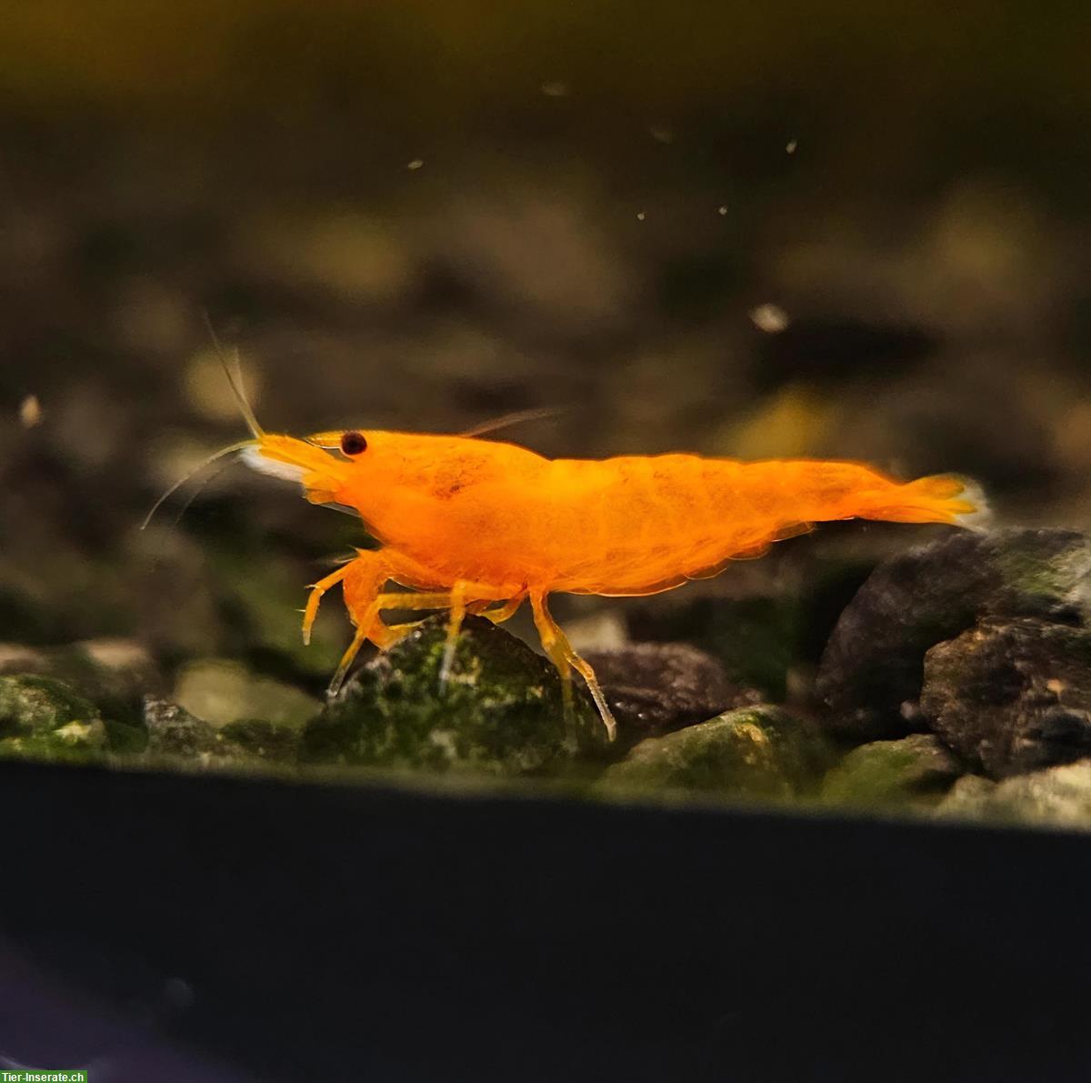 Bild 4: Neocaridina Zwerggarnelen in diverse Farben