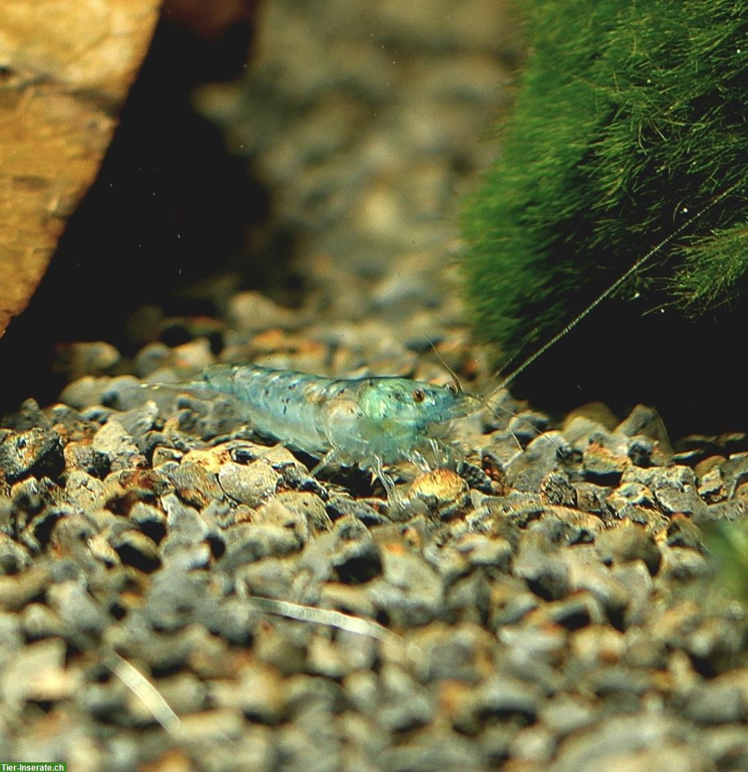 Bild 5: Neocaridina Zwerggarnelen in diverse Farben