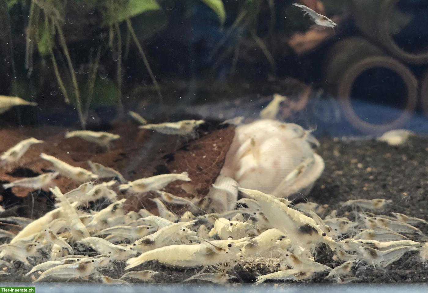 Bild 6: Neocaridina Zwerggarnelen in diverse Farben