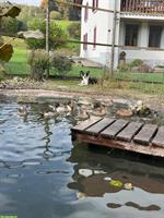 Junge Enten: Spiessenten, Krickenten, Laufenten