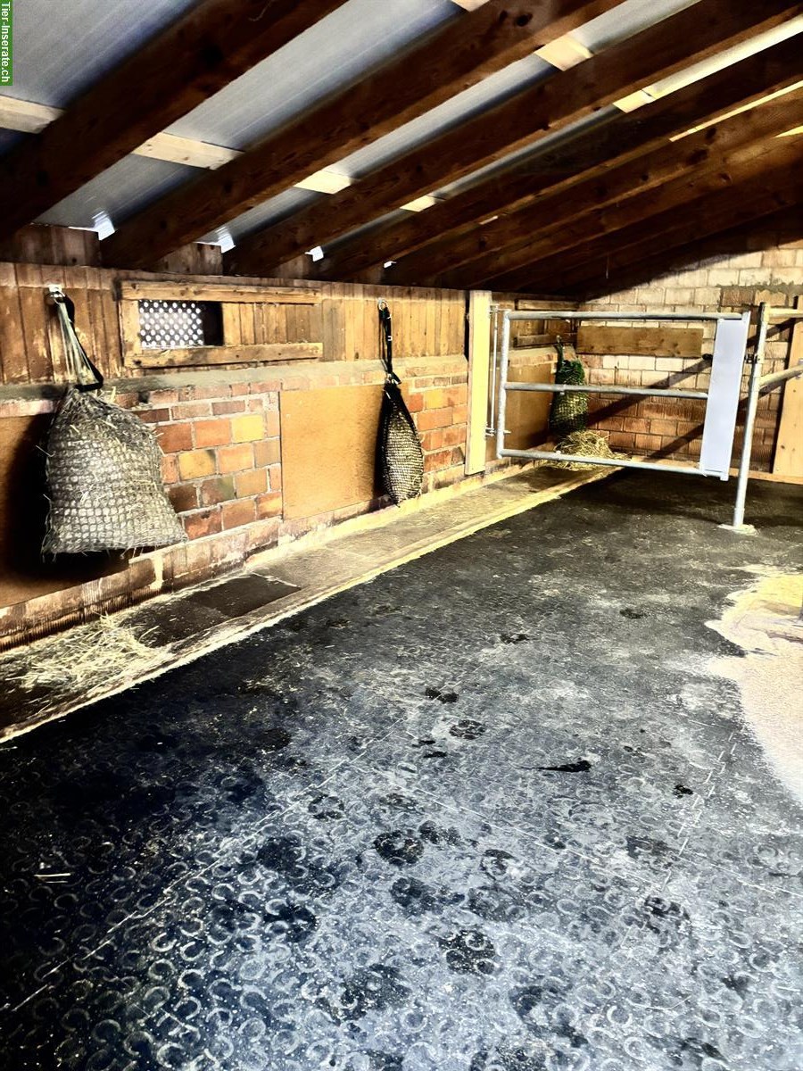 Nachmieter für Offenstall gesucht, 3365 Seeberg BE