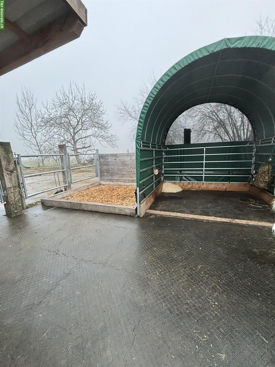 Bild 3: Nachmieter für Offenstall gesucht, 3365 Seeberg BE