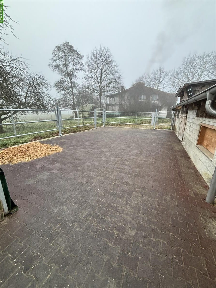 Bild 5: Nachmieter für Offenstall gesucht, 3365 Seeberg BE