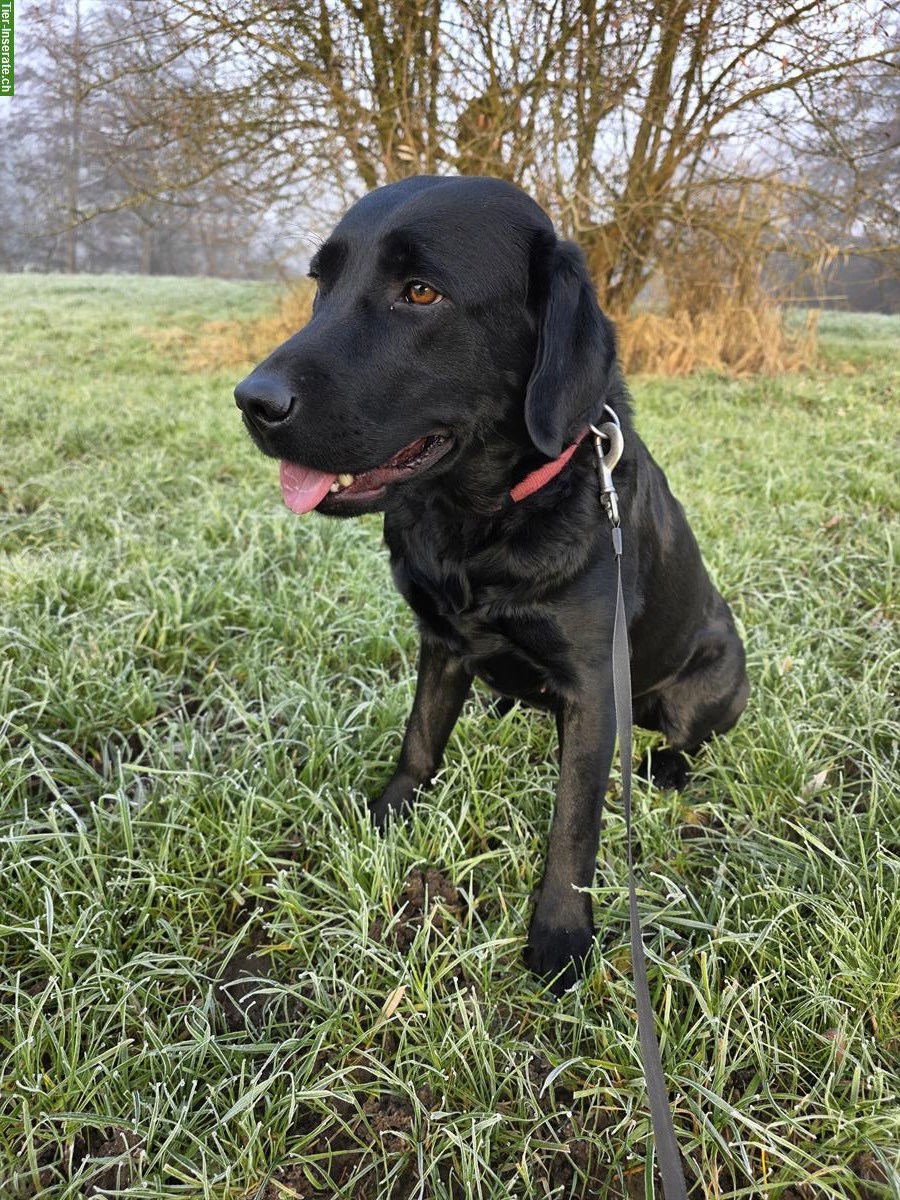Schwarze Labrador Hündin, 2-jährig, mit Stammbaum