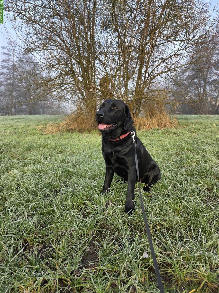Bild 2: Schwarze Labrador Hündin, 2-jährig, mit Stammbaum