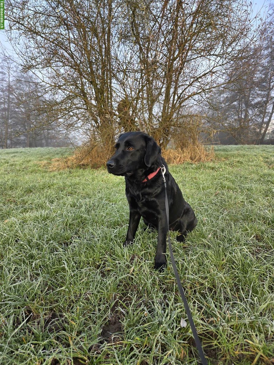 Bild 3: Schwarze Labrador Hündin, 2-jährig, mit Stammbaum