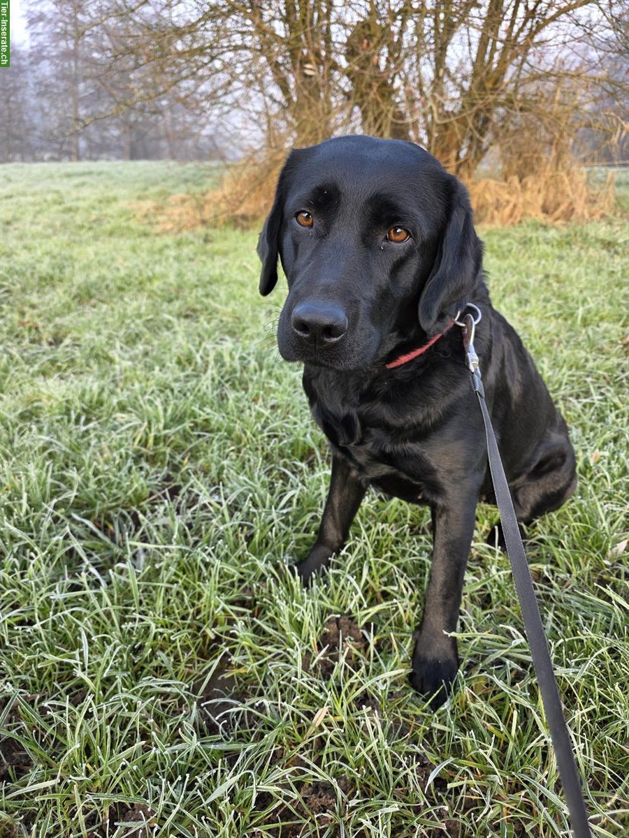 Bild 4: Schwarze Labrador Hündin, 2-jährig, mit Stammbaum