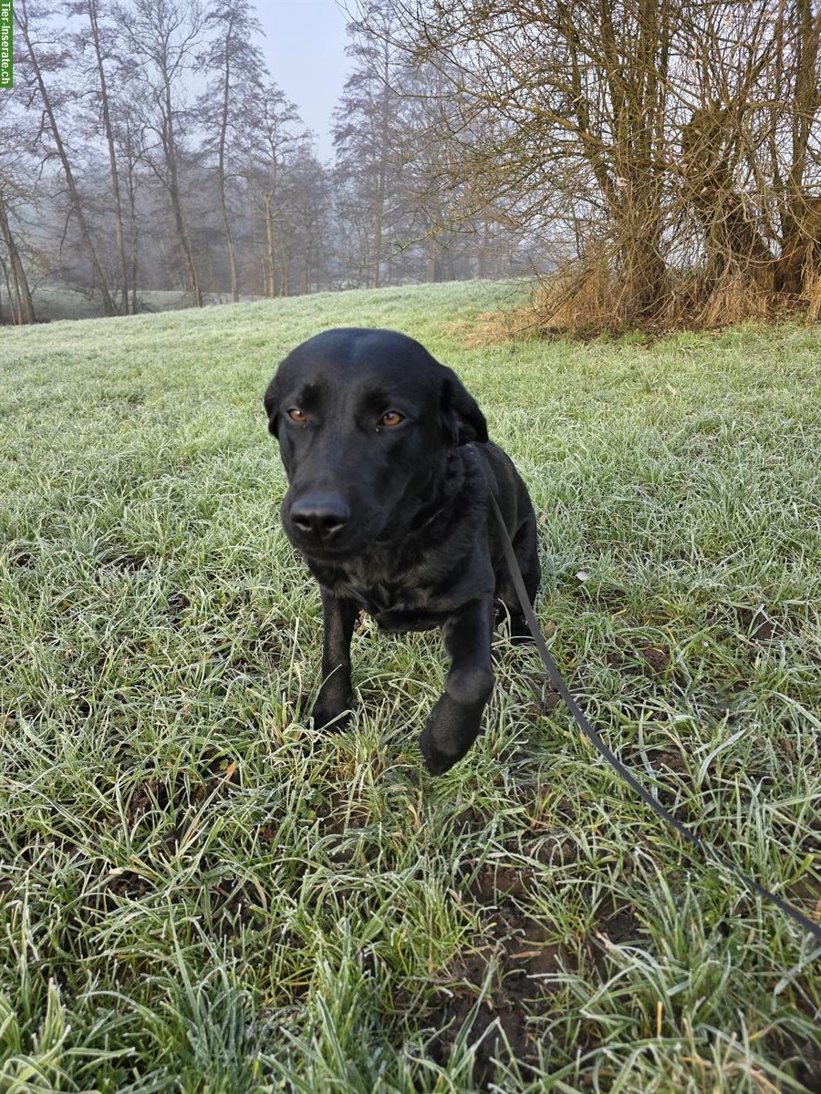 Bild 5: Schwarze Labrador Hündin, 2-jährig, mit Stammbaum