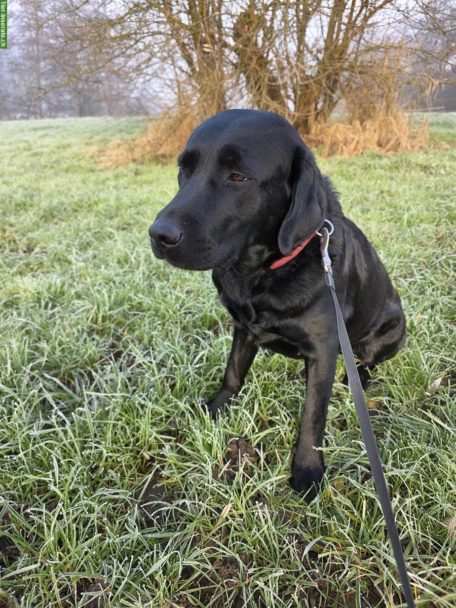 Bild 6: Schwarze Labrador Hündin, 2-jährig, mit Stammbaum