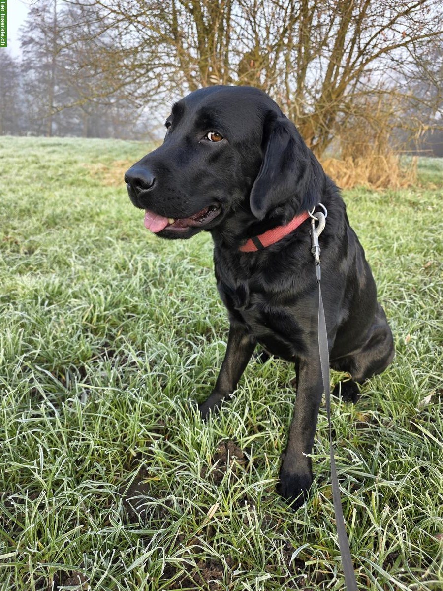 Bild 7: Schwarze Labrador Hündin, 2-jährig, mit Stammbaum
