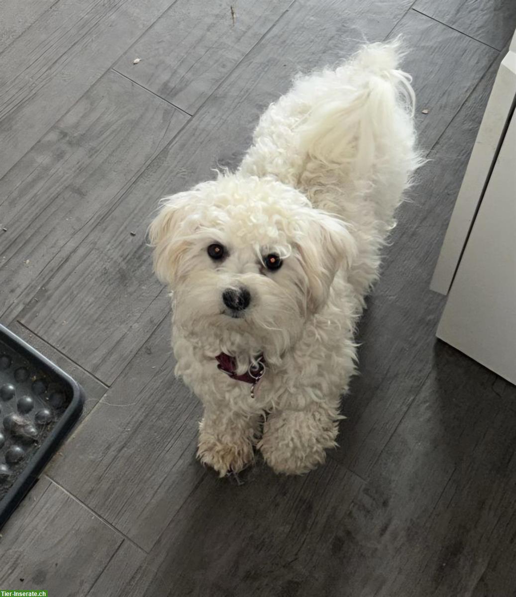 Junge Maltipoo Hündin