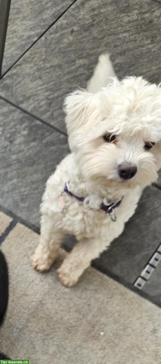 Bild 2: Junge Maltipoo Hündin