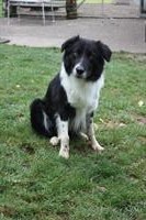 Border Collie Deckrüde, schwarz-weiss, KEIN Verkauf