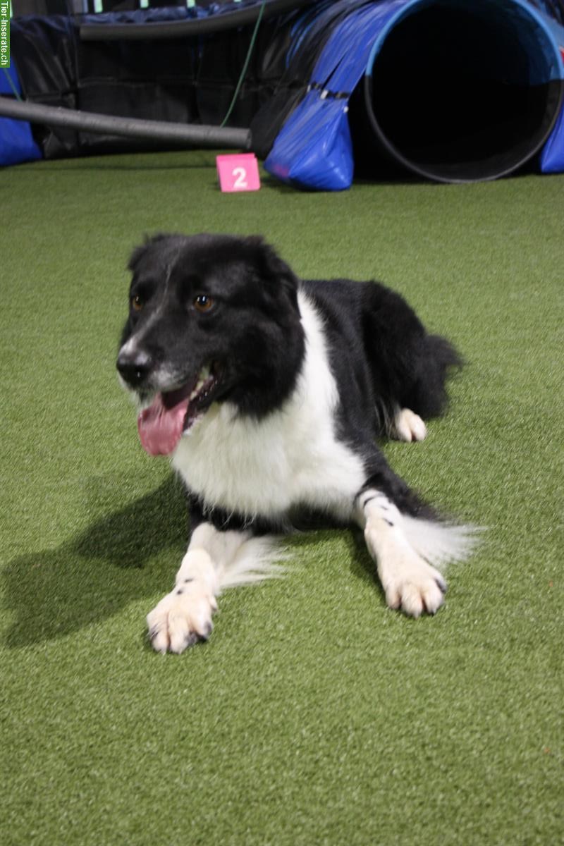 Bild 2: Border Collie Deckrüde, schwarz-weiss, KEIN Verkauf