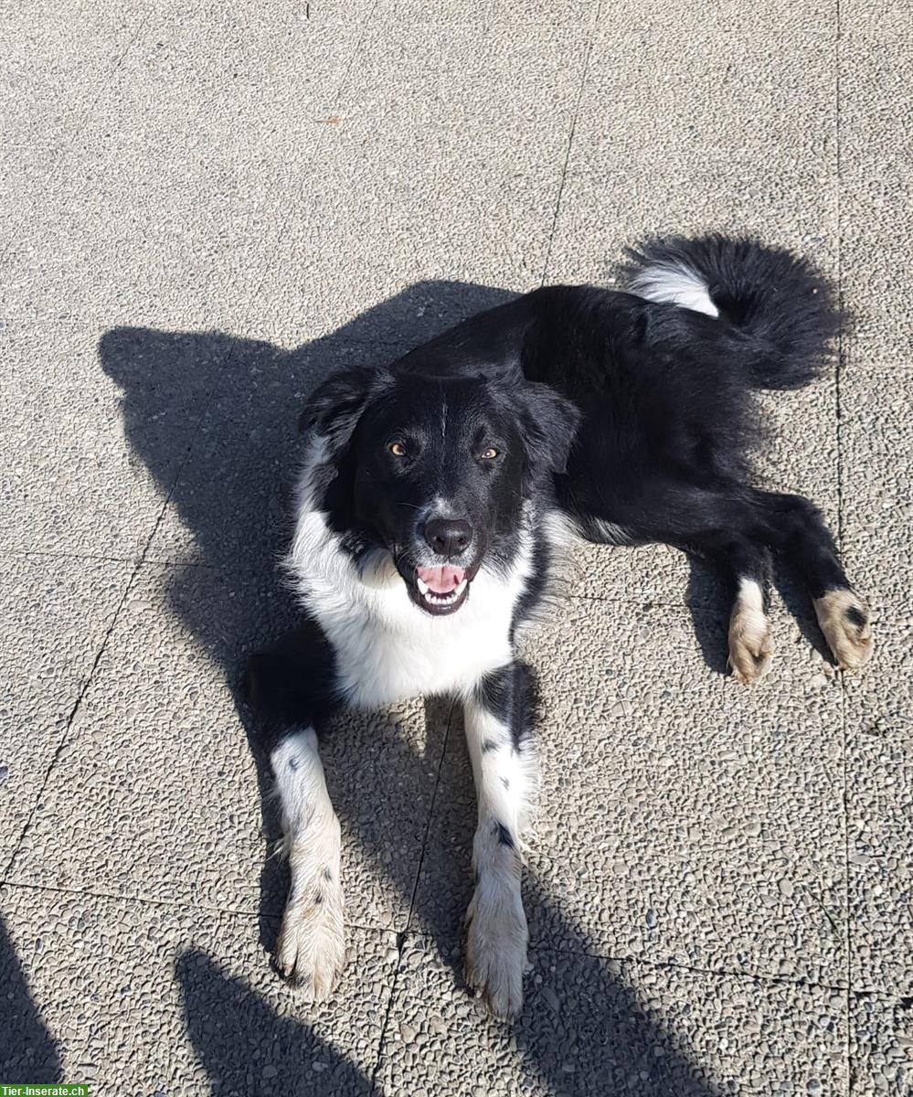Bild 3: Border Collie Deckrüde, schwarz-weiss, KEIN Verkauf