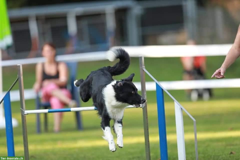 Bild 4: Border Collie Deckrüde, schwarz-weiss, KEIN Verkauf