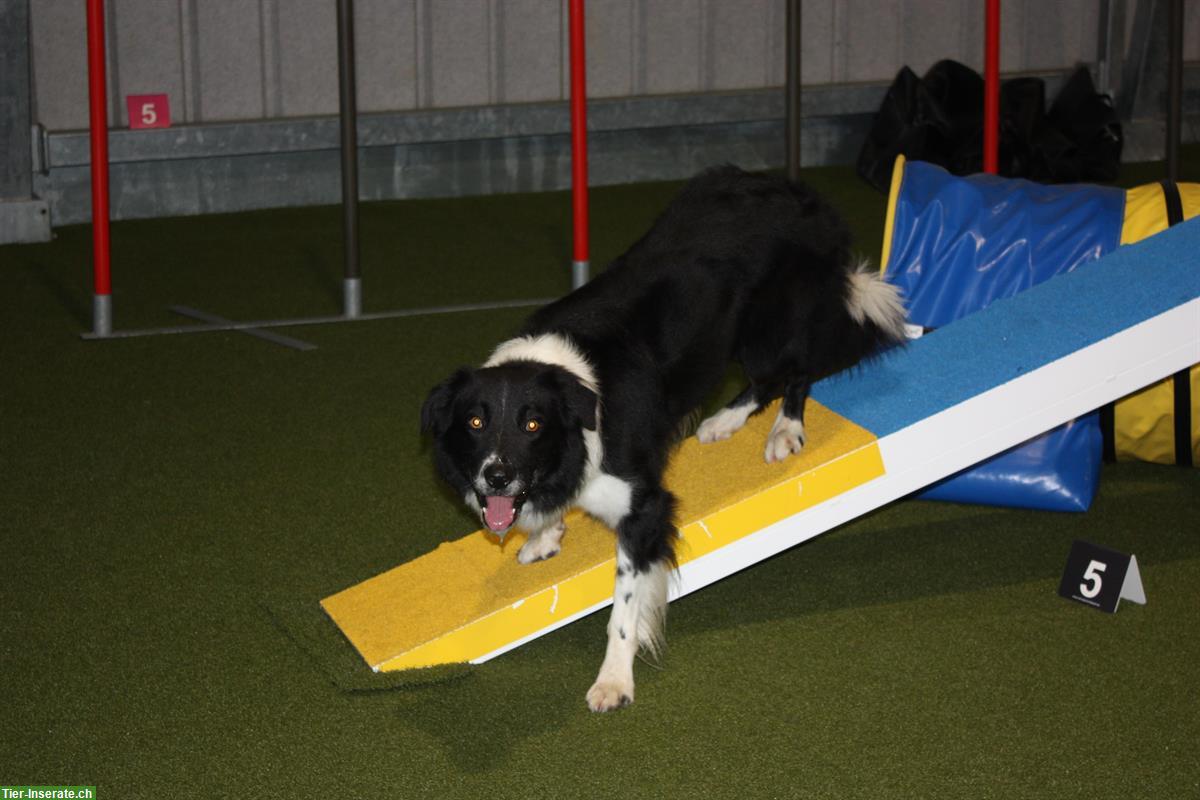 Bild 5: Border Collie Deckrüde, schwarz-weiss, KEIN Verkauf