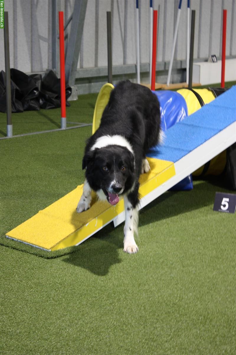 Bild 6: Border Collie Deckrüde, schwarz-weiss, KEIN Verkauf