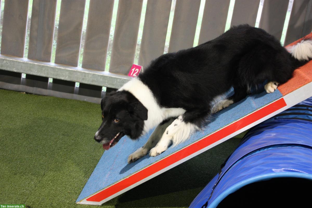 Bild 7: Border Collie Deckrüde, schwarz-weiss, KEIN Verkauf