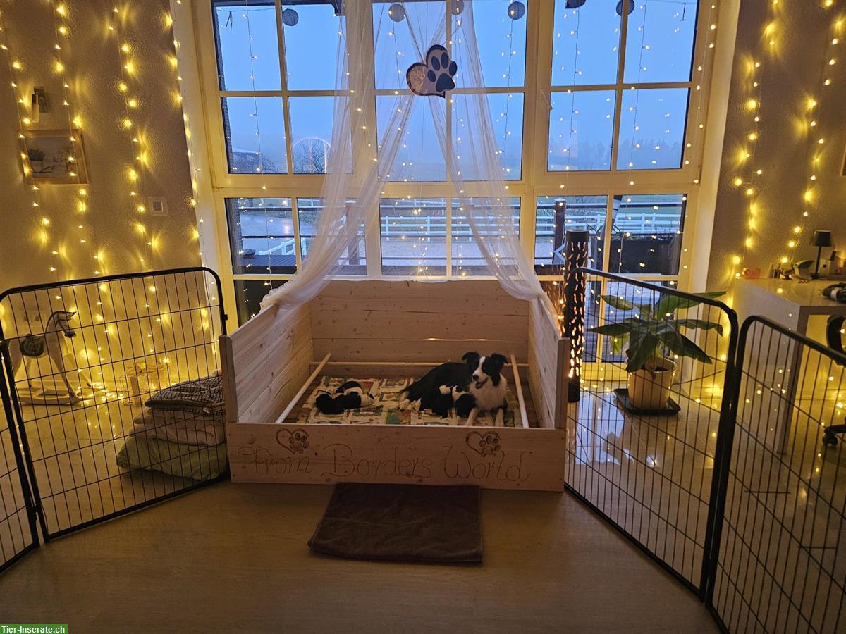 Border Collie Welpen mit VDH Ahnentafeln