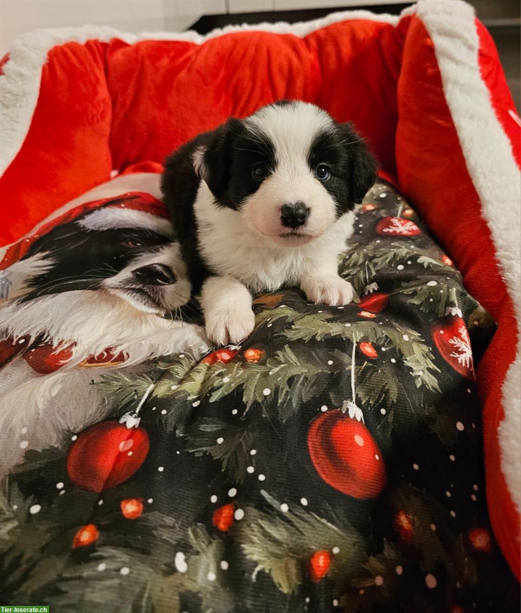 Bild 10: Border Collie Welpen mit VDH Ahnentafeln