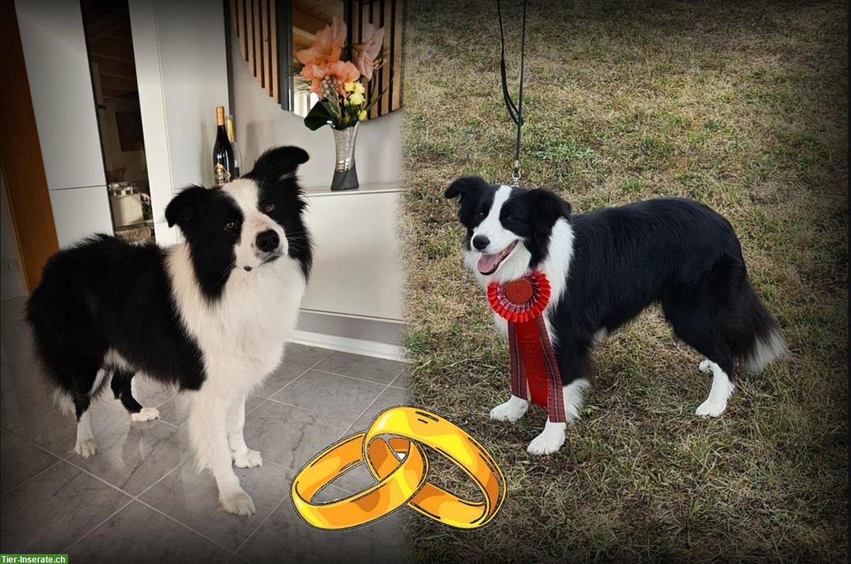 Bild 2: Border Collie Welpen mit VDH Ahnentafeln