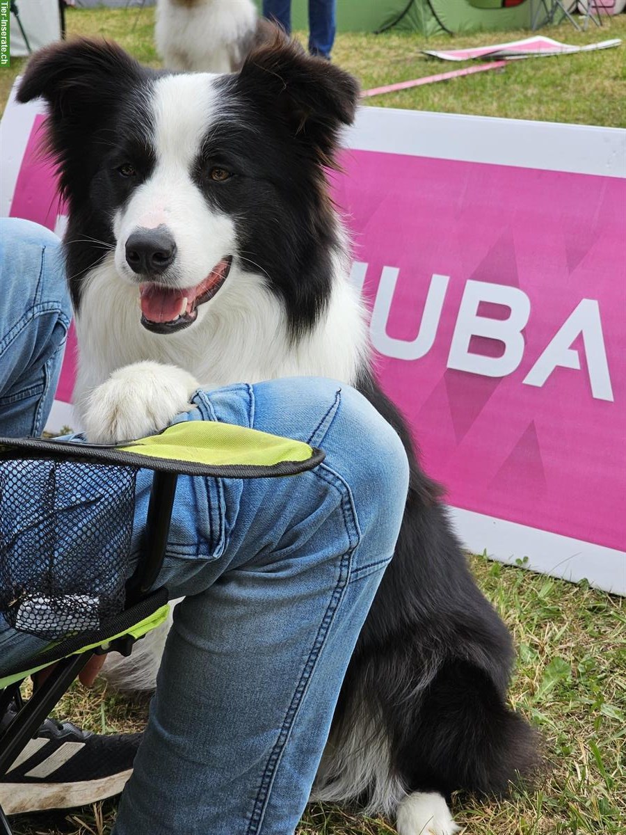Bild 3: Border Collie Welpen mit VDH Ahnentafeln