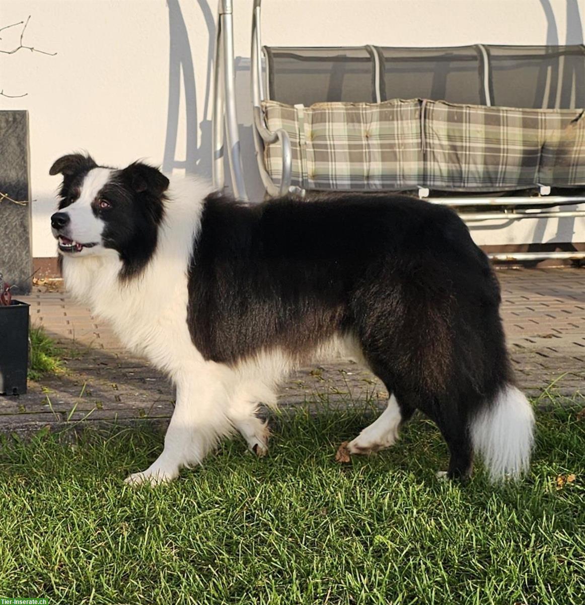 Bild 4: Border Collie Welpen mit VDH Ahnentafeln