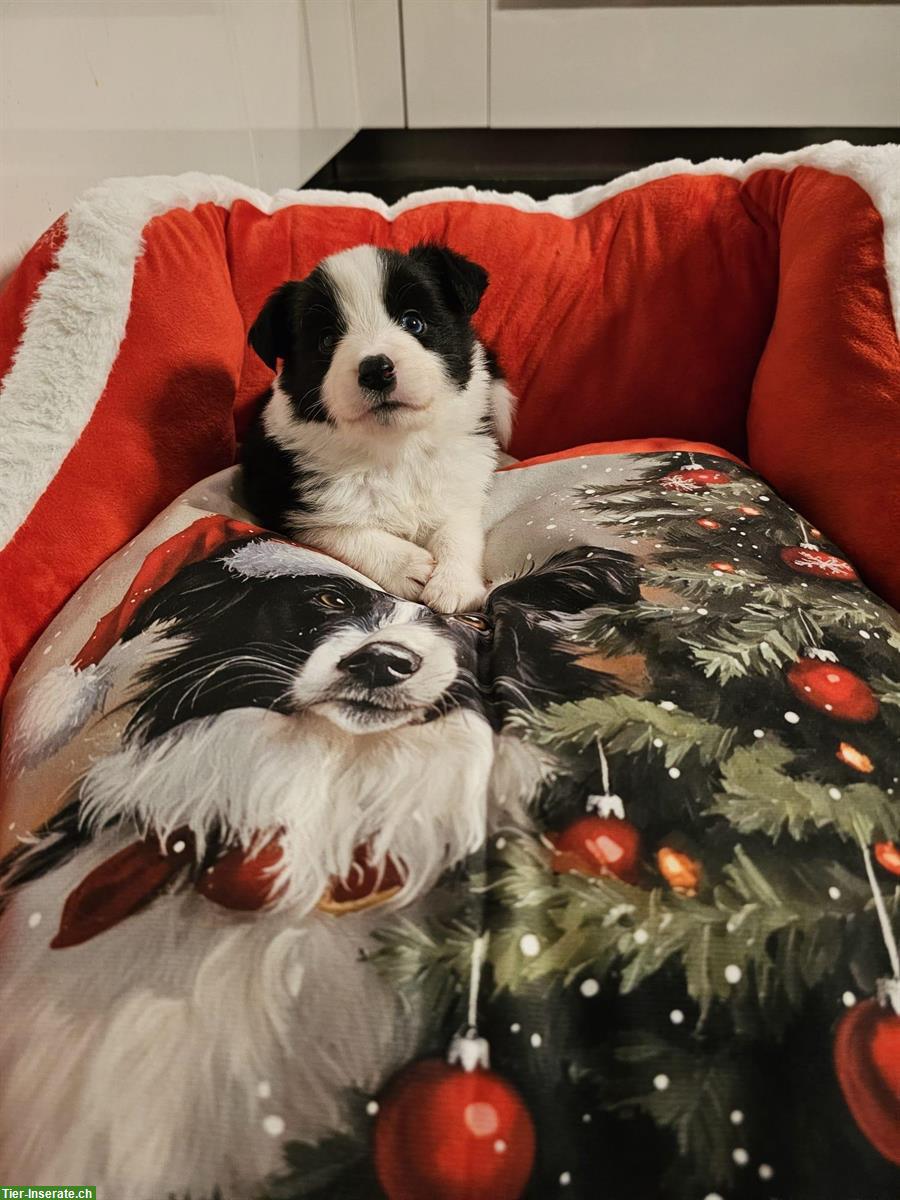 Bild 5: Border Collie Welpen mit VDH Ahnentafeln