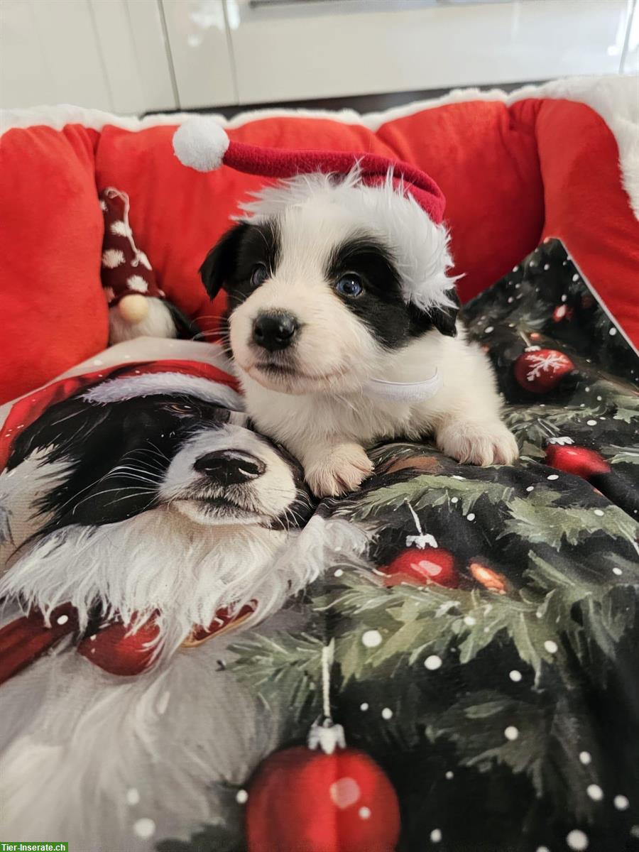 Bild 6: Border Collie Welpen mit VDH Ahnentafeln