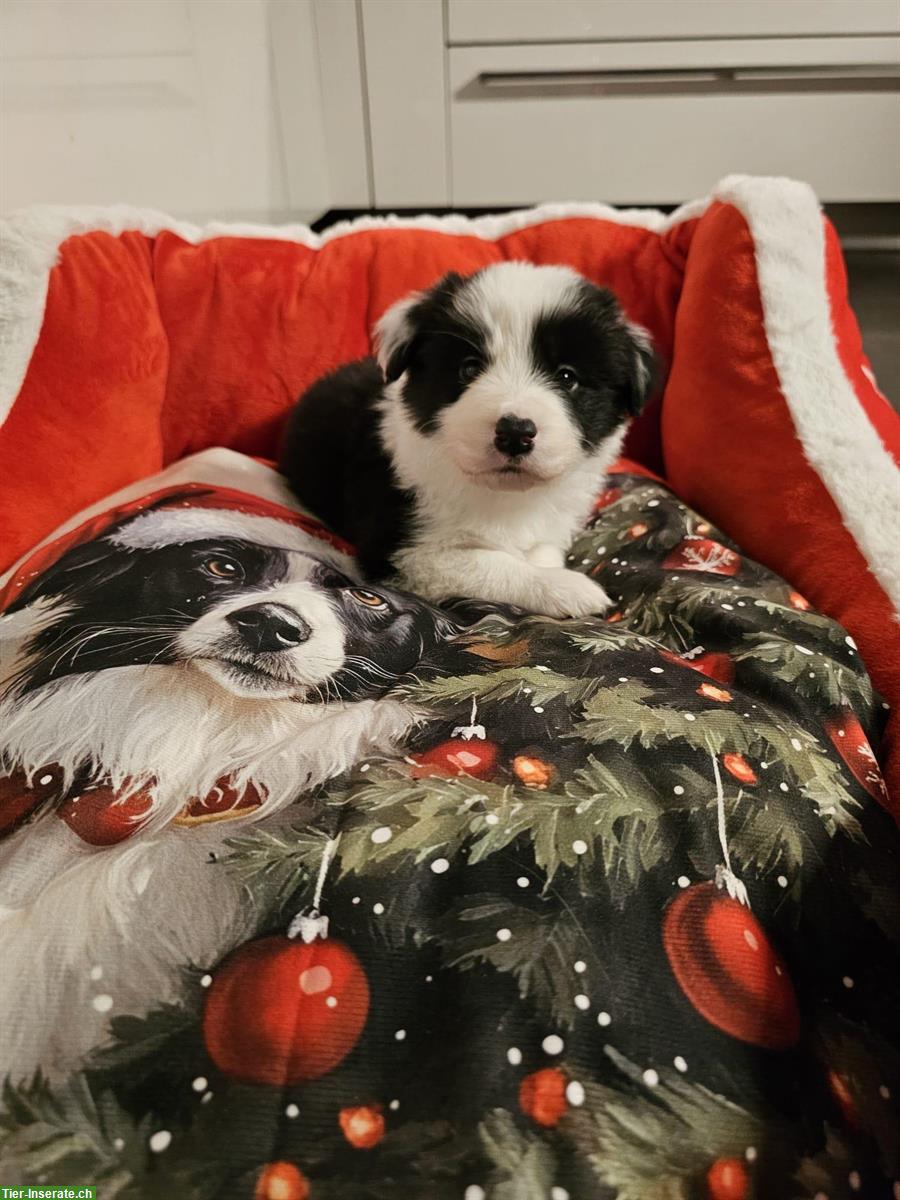 Bild 7: Border Collie Welpen mit VDH Ahnentafeln