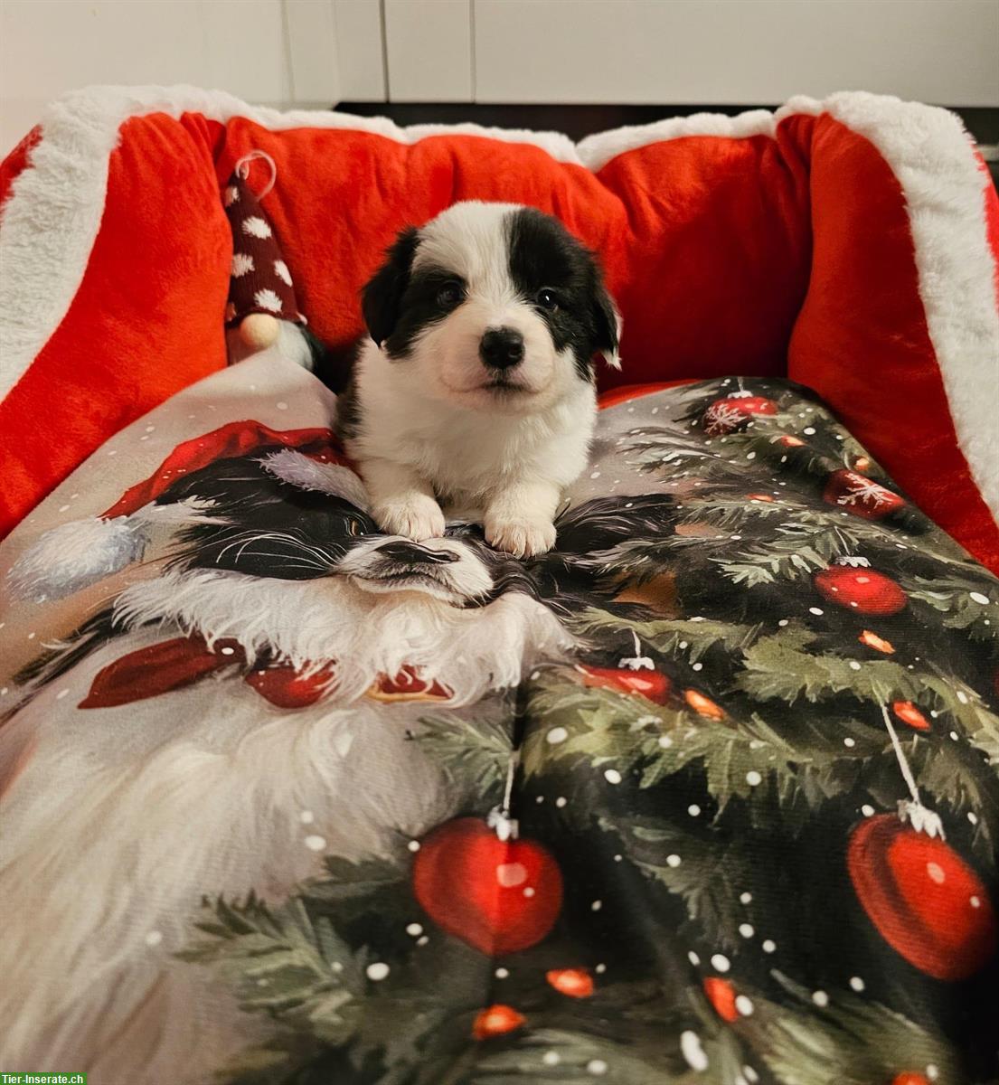 Bild 8: Border Collie Welpen mit VDH Ahnentafeln