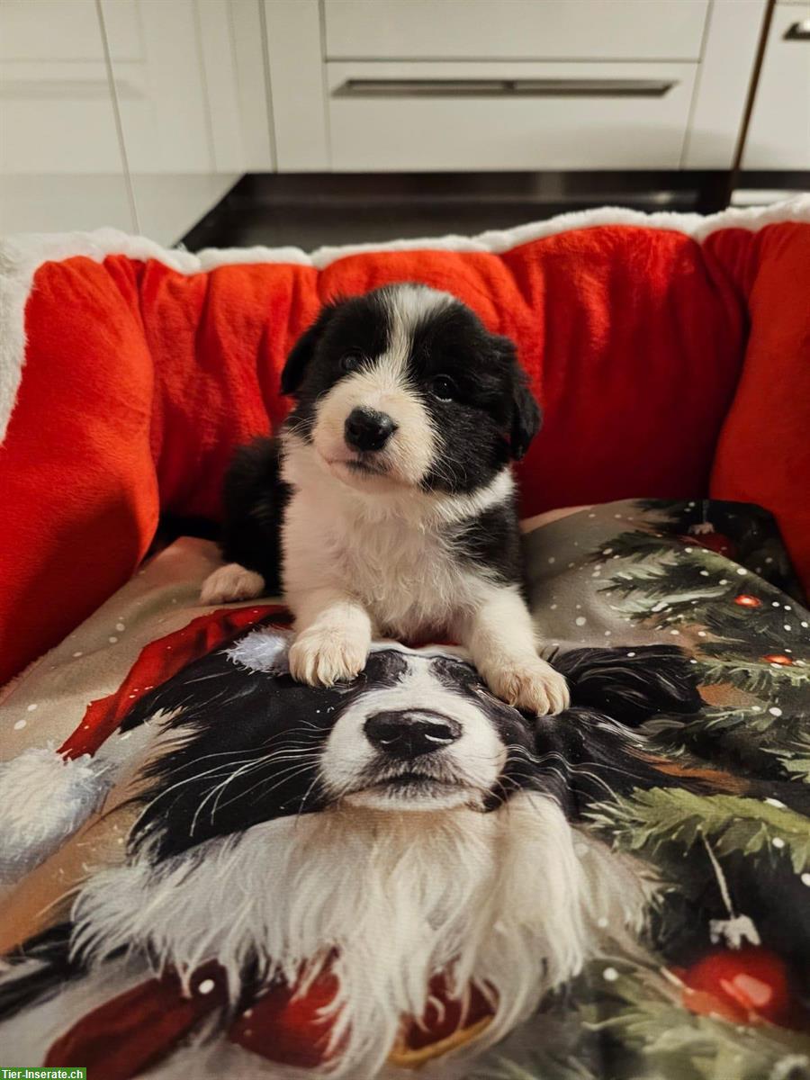 Bild 9: Border Collie Welpen mit VDH Ahnentafeln