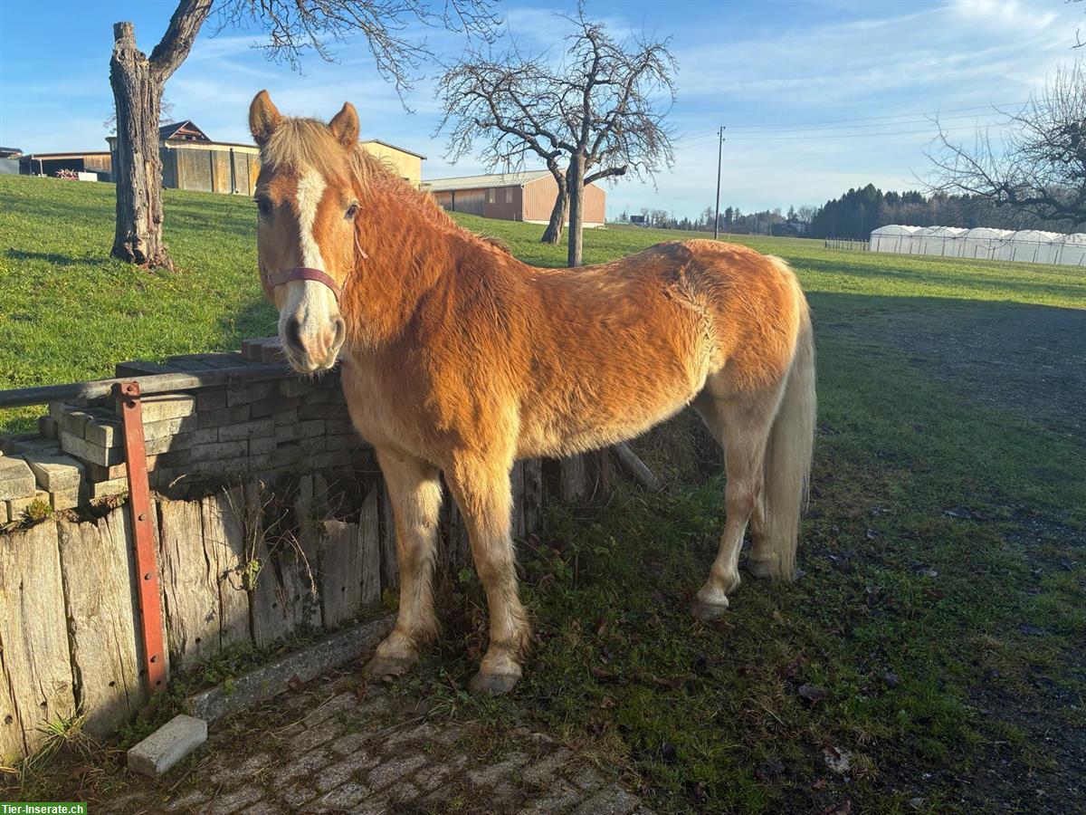 Haflinger Wallach, ideales Familienpferd