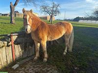 Haflinger Wallach, ideales Familienpferd