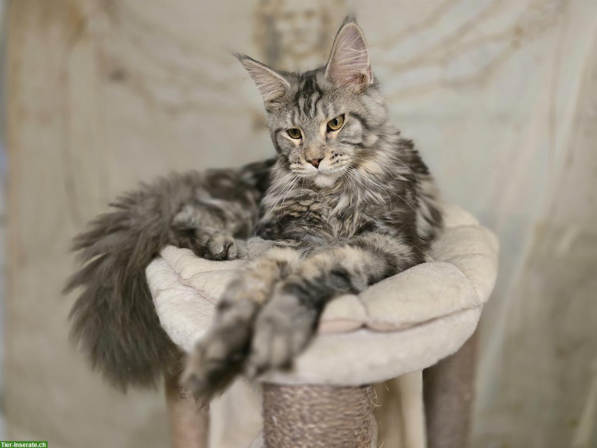 Kräftiger Maine Coon Kater mit Stammbaum