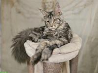 Kräftiger Maine Coon Kater mit Stammbaum