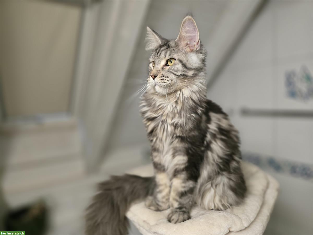 Bild 2: Kräftiger Maine Coon Kater mit Stammbaum