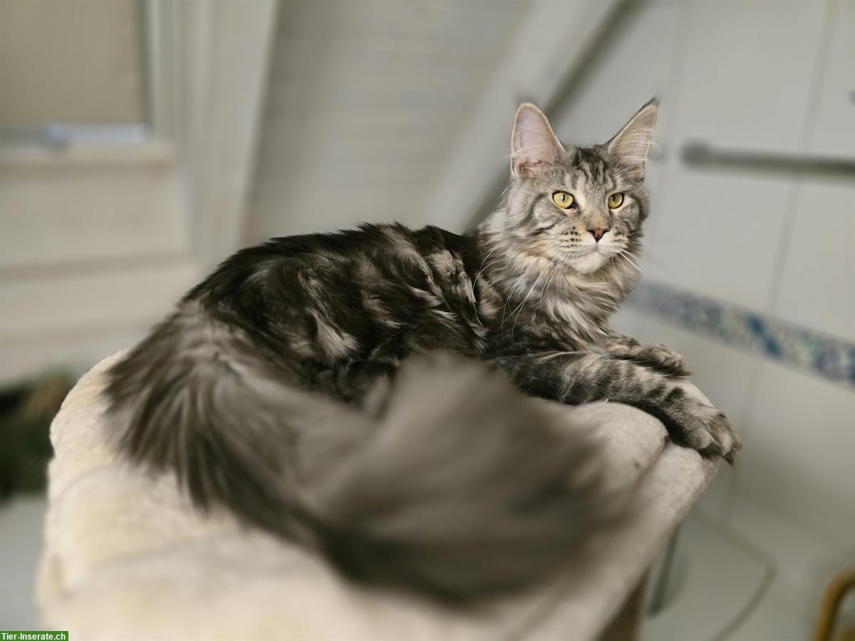 Bild 3: Kräftiger Maine Coon Kater mit Stammbaum