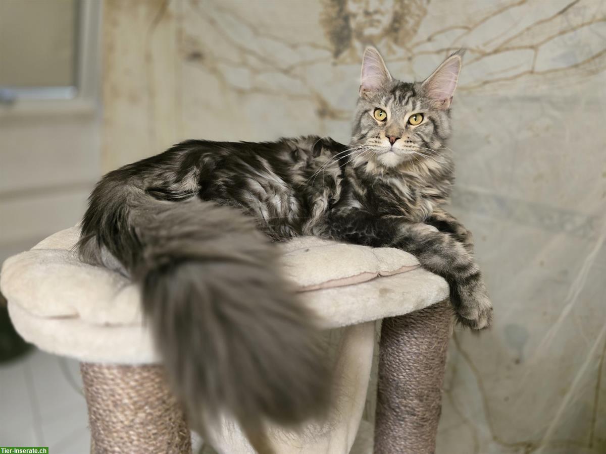 Bild 4: Kräftiger Maine Coon Kater mit Stammbaum