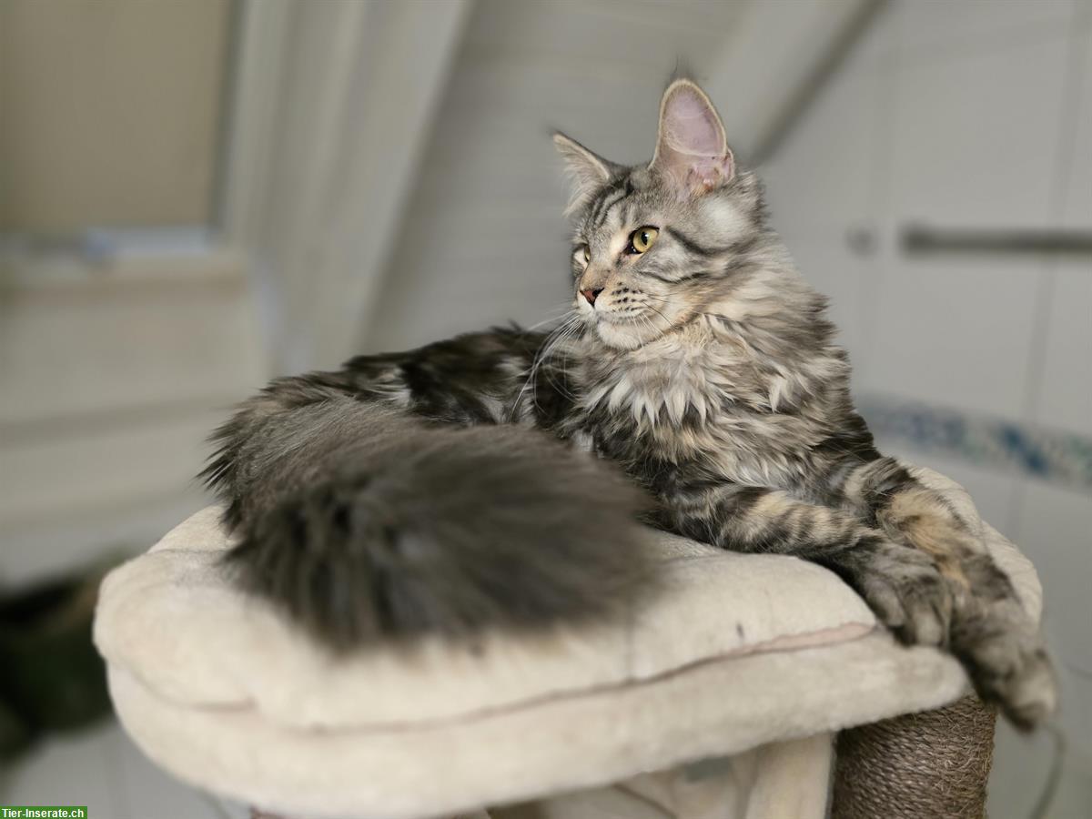 Bild 5: Kräftiger Maine Coon Kater mit Stammbaum