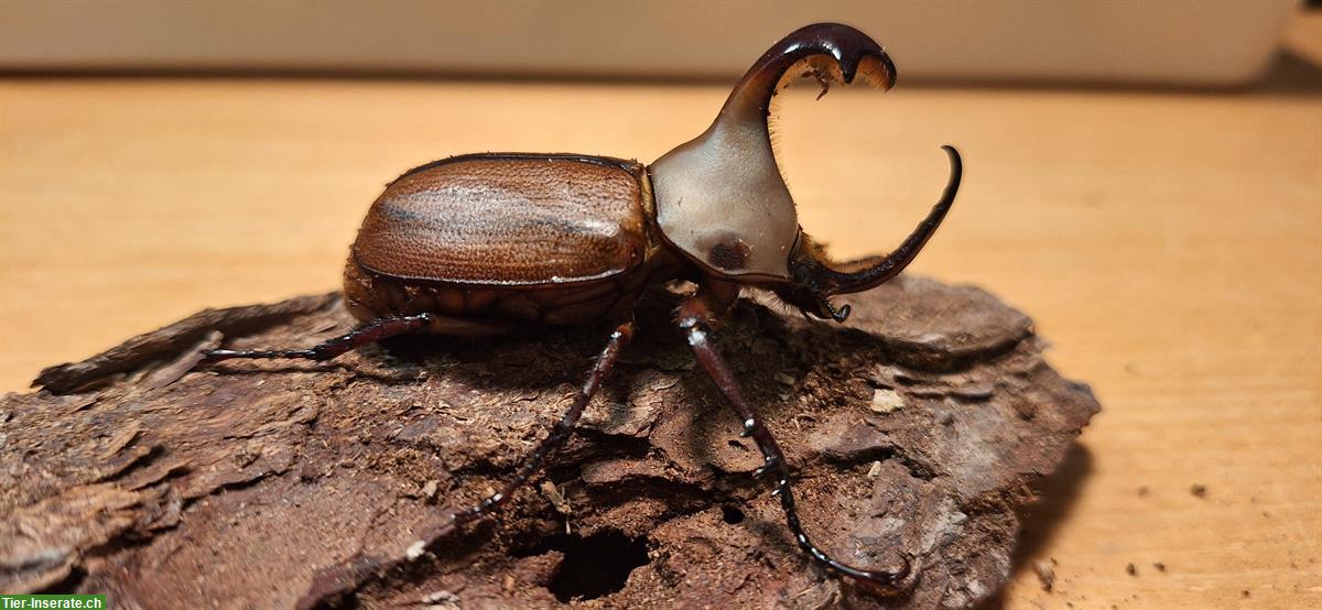 Golofa claviger (Nashornkäfer)