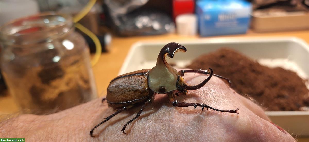 Bild 2: Golofa claviger (Nashornkäfer)