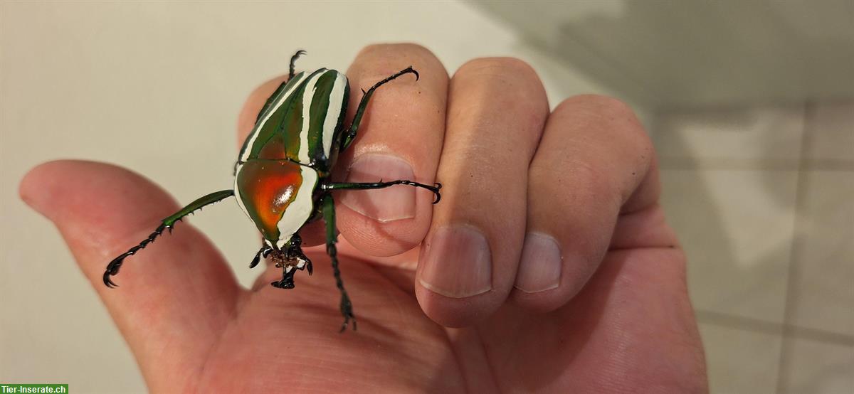 Dicronorhina derbyana Larven