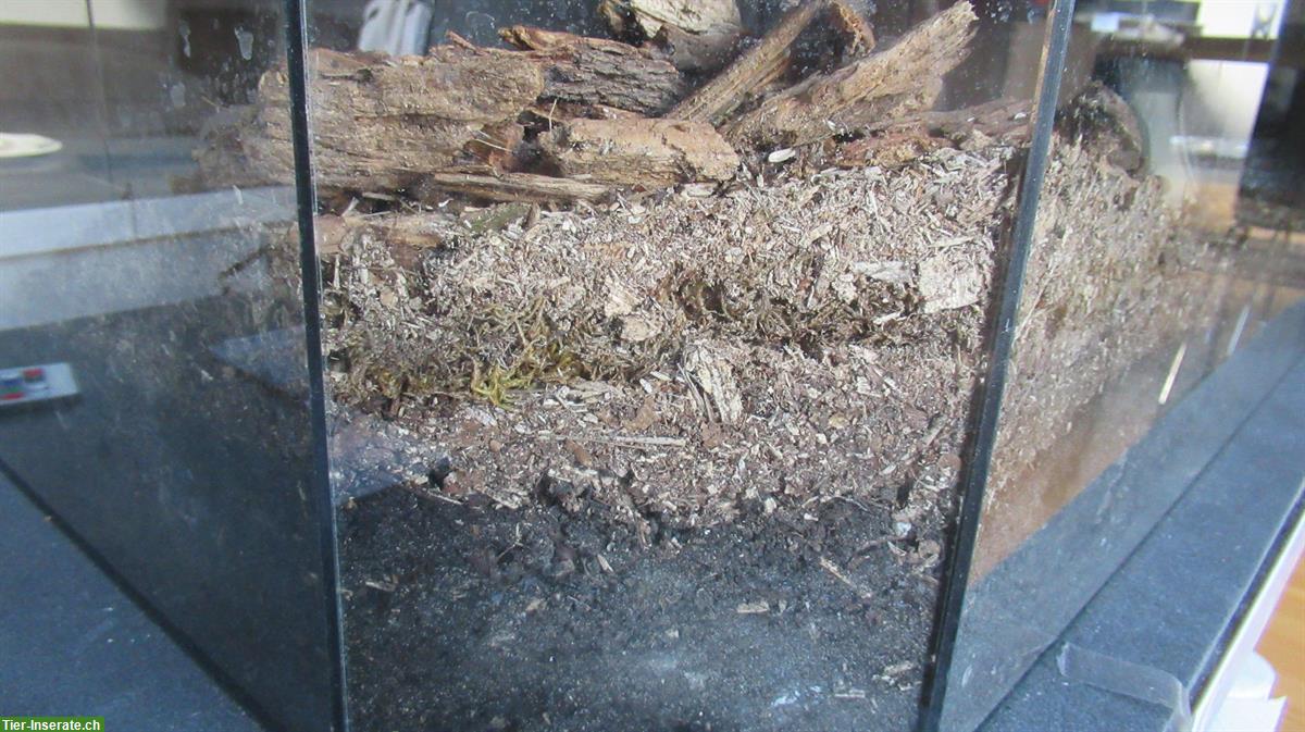 Bild 2: Tausendfüsser (Spirostreptus servatius)