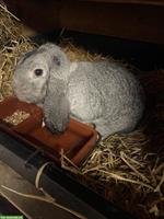 Reinrassige Kleinwidder, Grau und Chinchilla