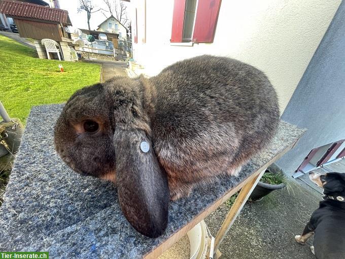 Bild 2: Reinrassige Kleinwidder, Grau und Chinchilla