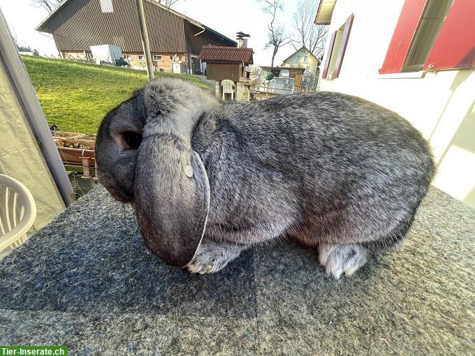 Bild 3: Reinrassige Kleinwidder, Grau und Chinchilla