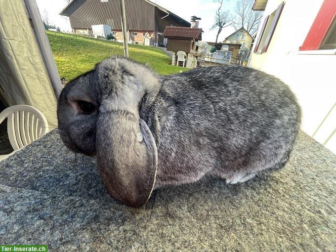 Bild 4: Reinrassige Kleinwidder, Grau und Chinchilla