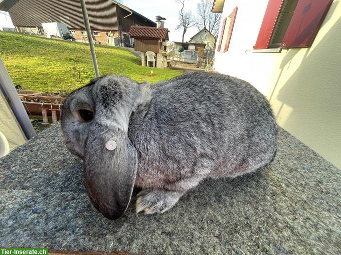 Bild 6: Reinrassige Kleinwidder, Grau und Chinchilla